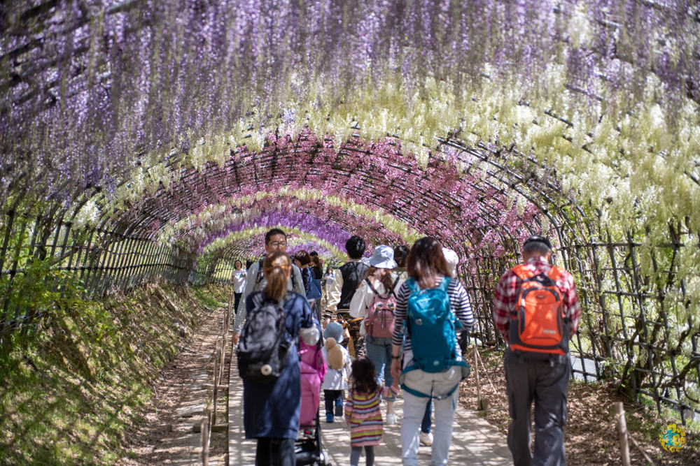 九州紫籐推薦》河內藤園｜夢幻繽紛的紫籐隧道