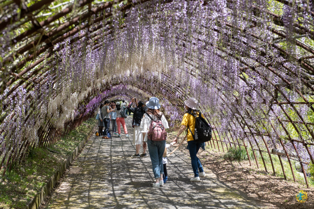 九州紫籐推薦》河內藤園｜夢幻繽紛的紫籐隧道