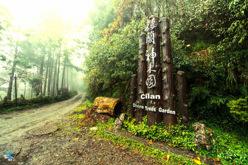 棲蘭神木園》宜蘭景點推薦|台灣世界遺產潛力點
