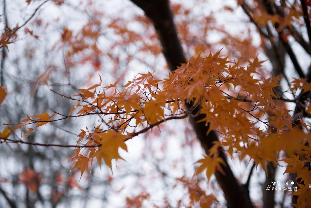 dsc_0415_1-34
