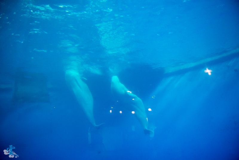 DSC_8286.jpg