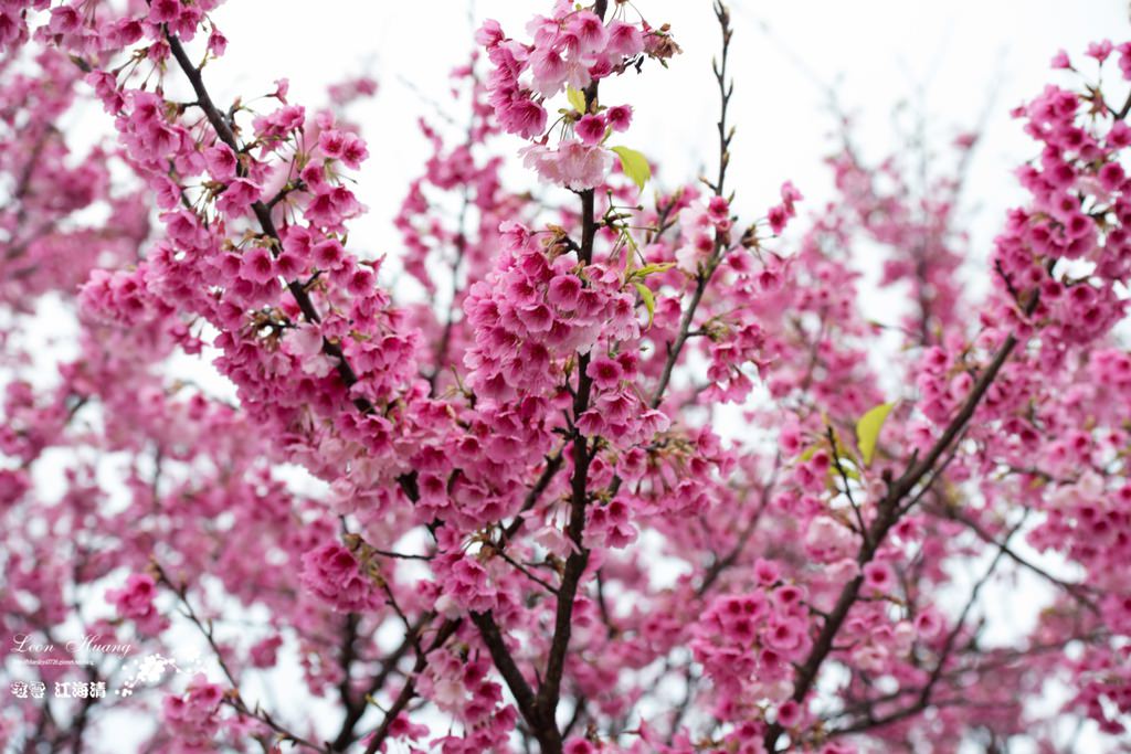dsc_0415_1-32