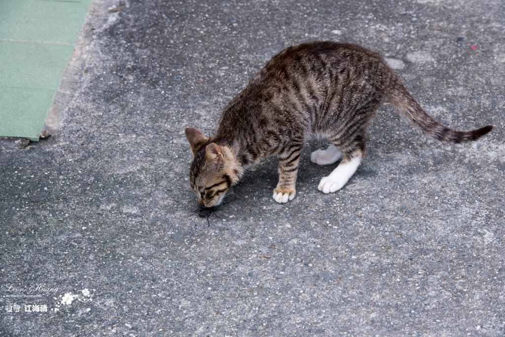 dsc_0415_1-36