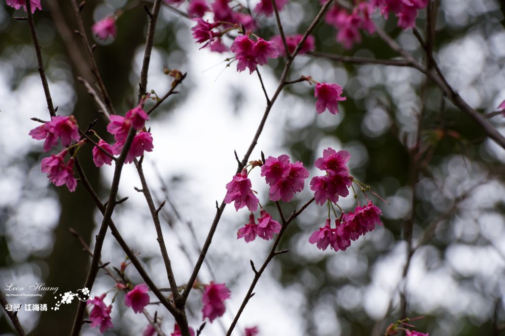 dsc_0415_1-64