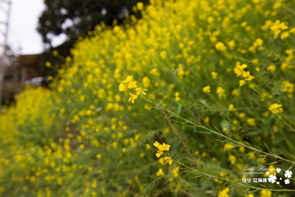 dsc_0415_1