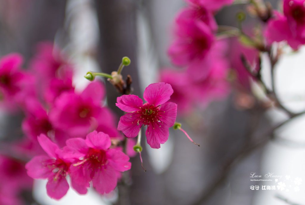 dsc_0415_1-19