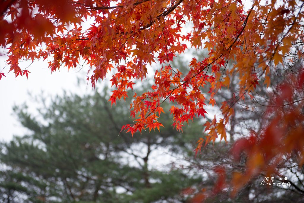 dsc_0415_1-32