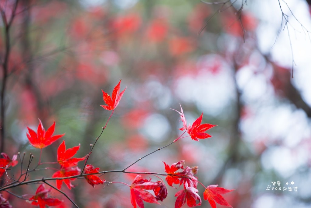 dsc_0415_1-76