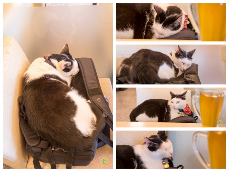 DSC_1535_Fotor_Collage.jpg