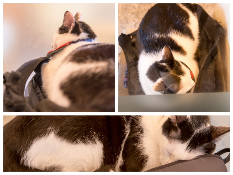 DSC_1511_Fotor_Collage.jpg