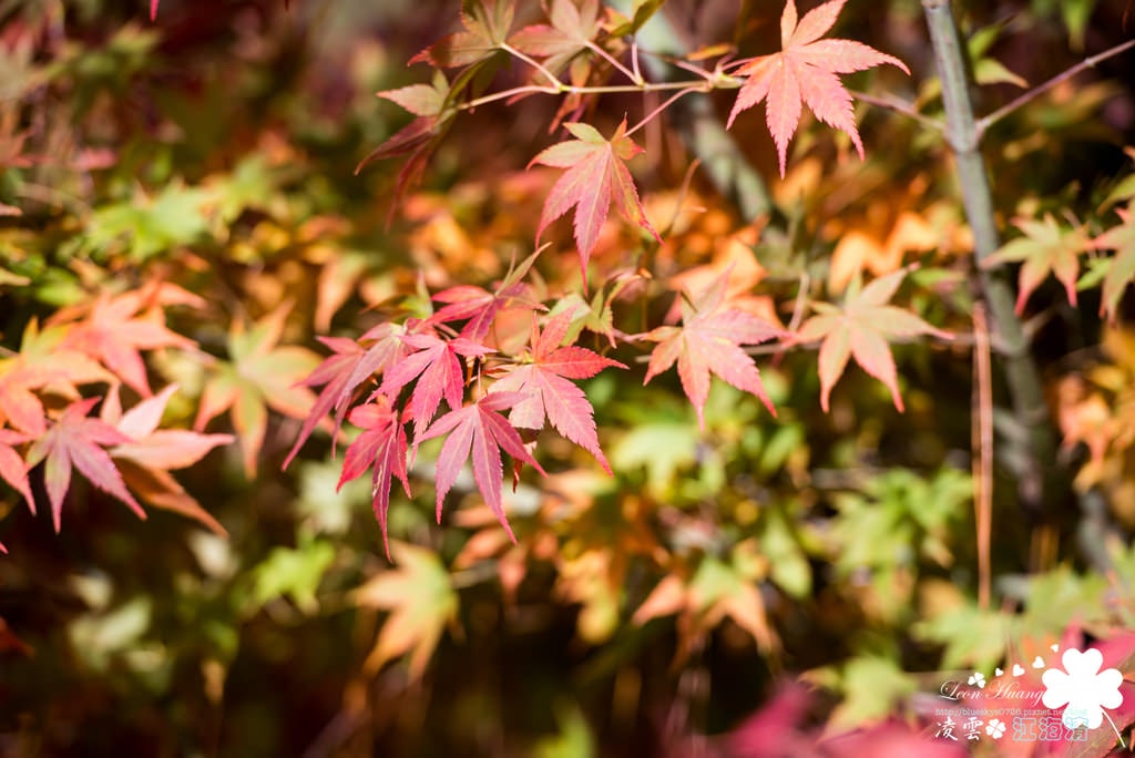 DSC_1193.jpg