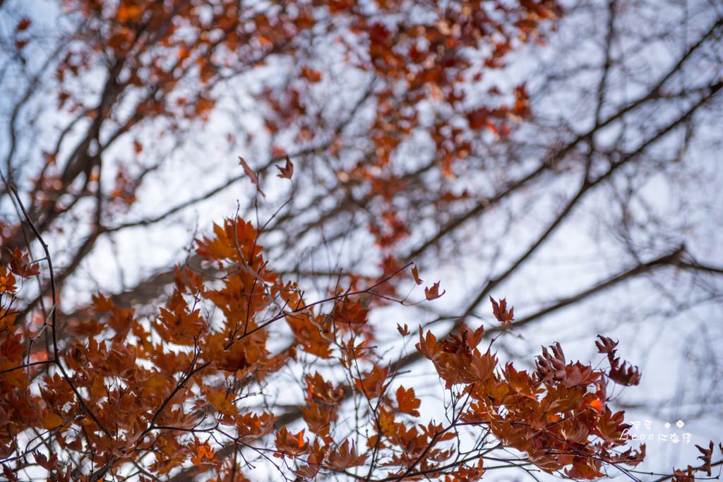 dsc_0415_1-31