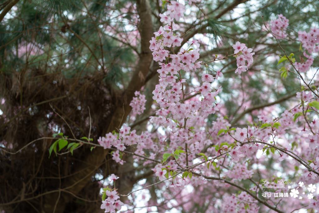 dsc_0415_1-20