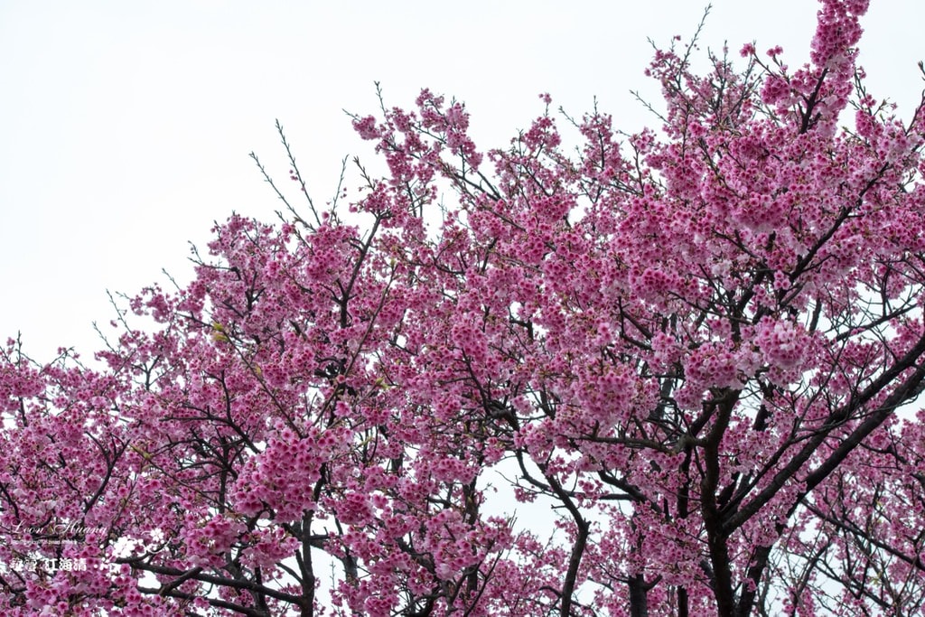 dsc_0415_1-17