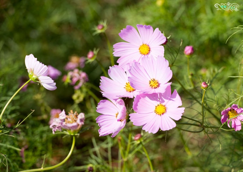 DSC_9467.jpg