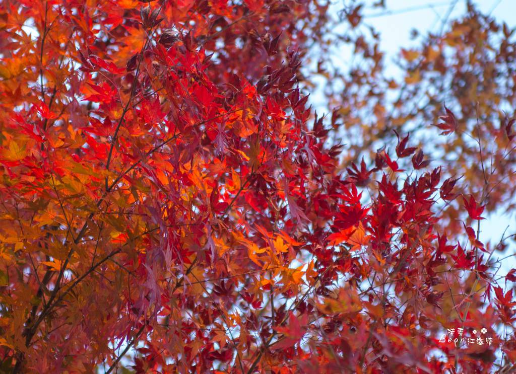 dsc_0415_1-31