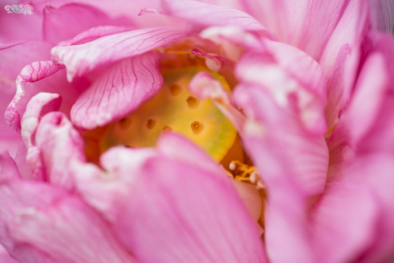 DSC_4381.jpg