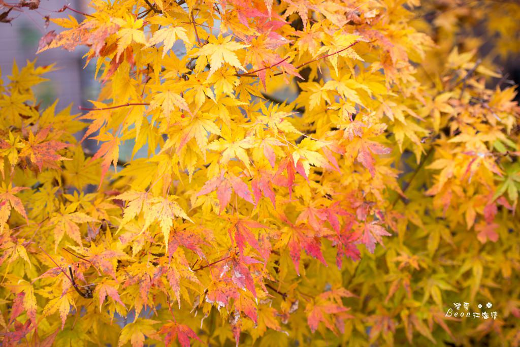 dsc_0415_1-97