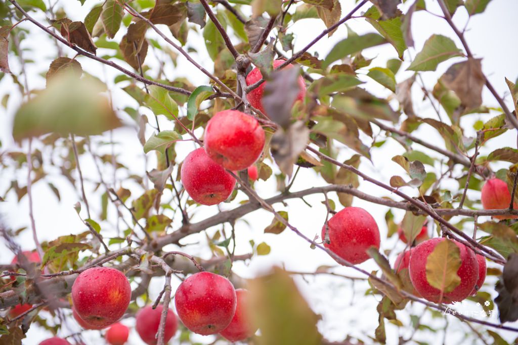 dsc_0415_1-2