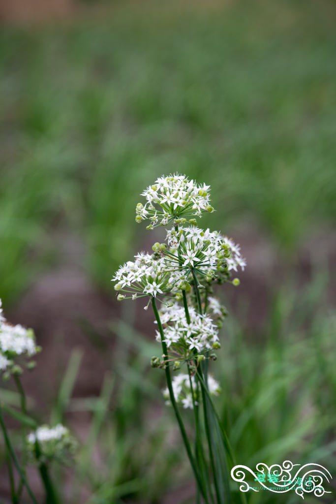 DSC_9750.jpg