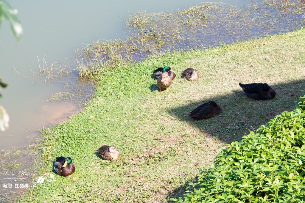 dsc_0415_1-11