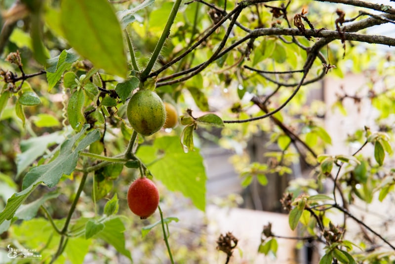 DSC_7534.jpg