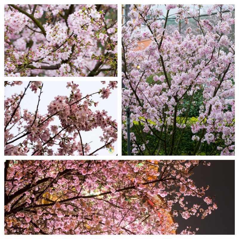 DSC_2267_Fotor_Collage.jpg