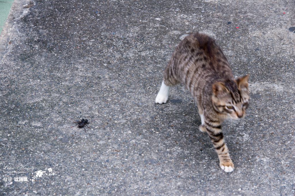 dsc_0415_1-37