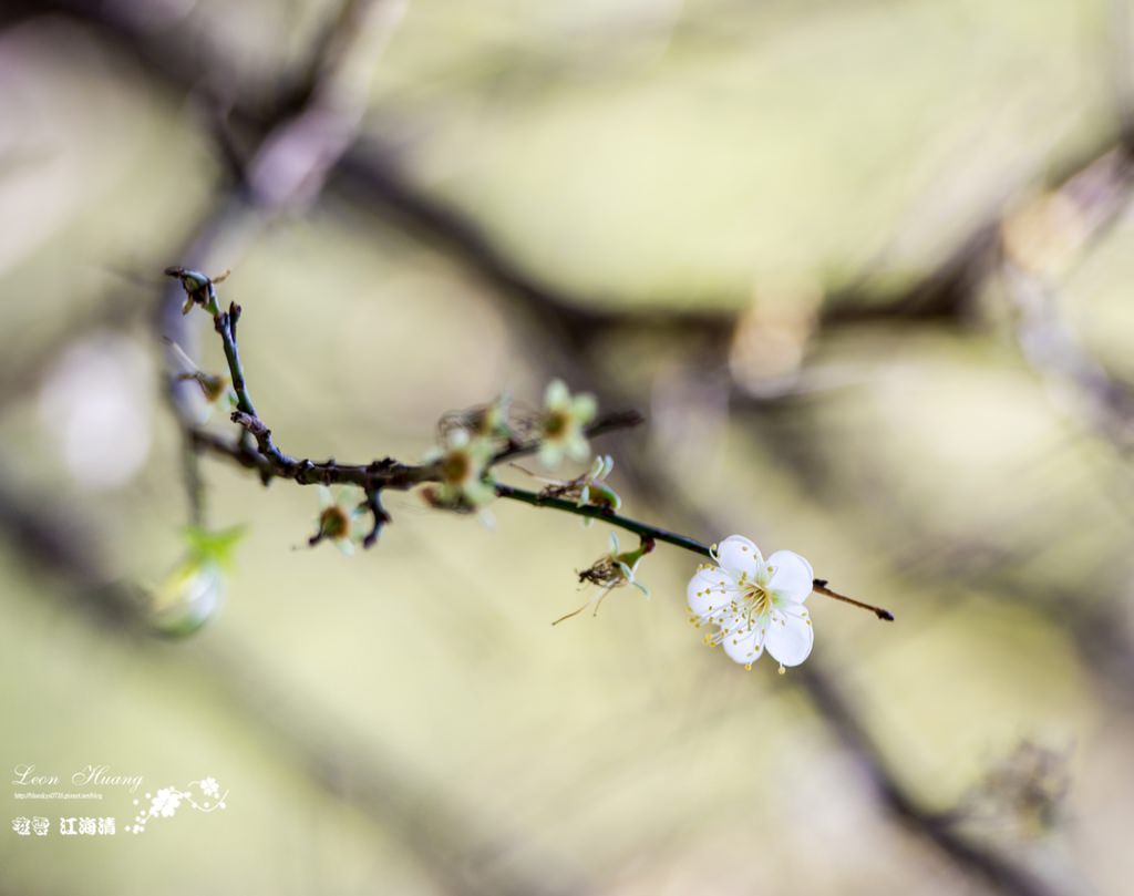 dsc_0415_1-34-2
