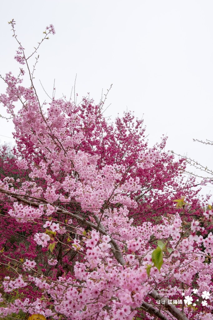 dsc_0415_1-31