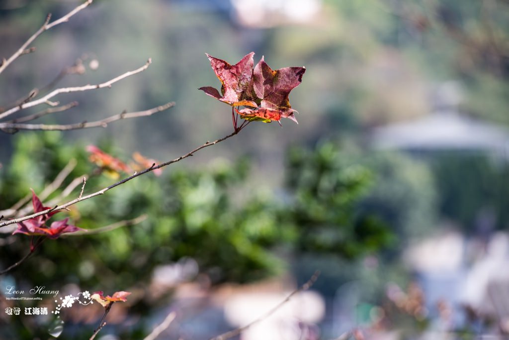 dsc_0415_1-11-2