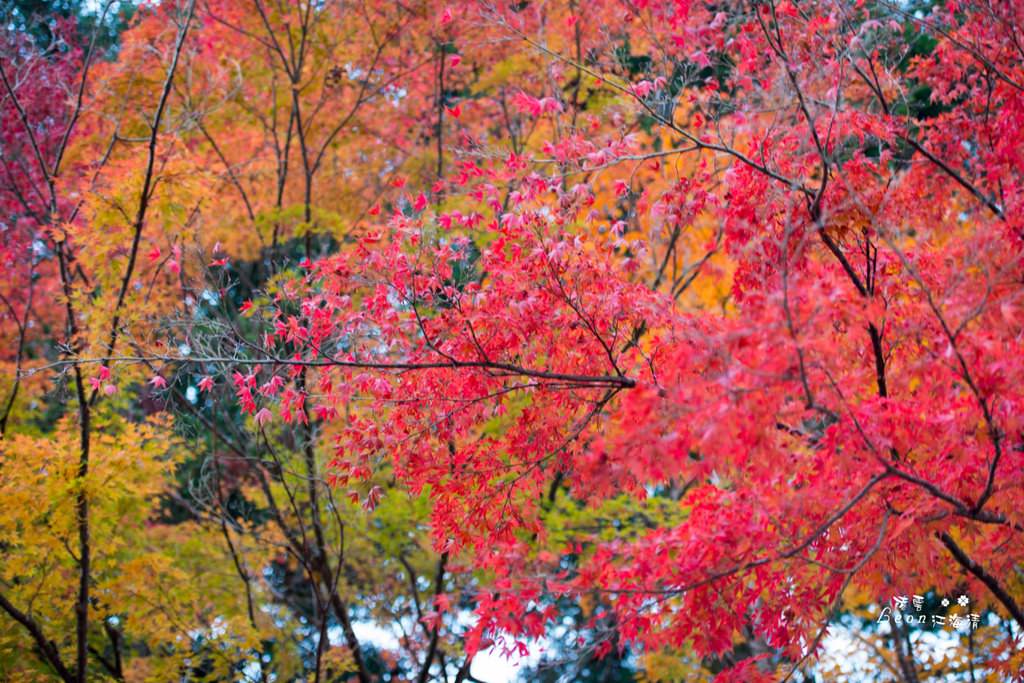 dsc_0415_1-73