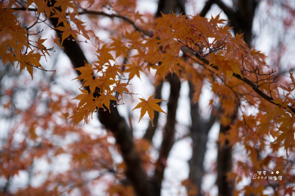 dsc_0415_1-36