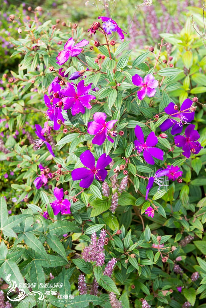 DSC_2063.jpg