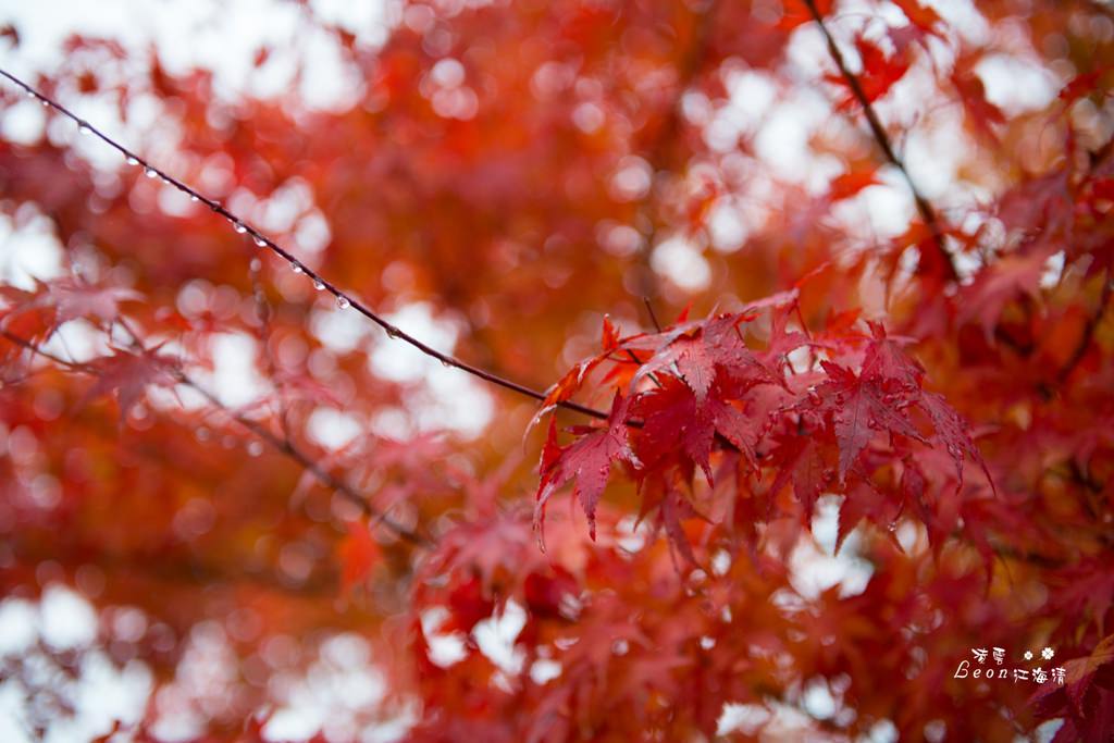 dsc_0415_1-28