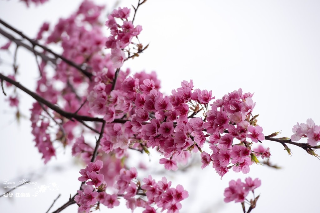 dsc_0415_1-14