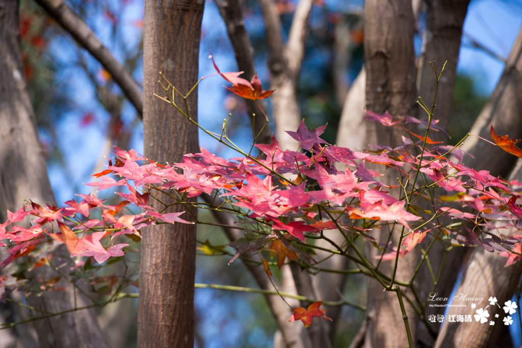 dsc_0415_1-34
