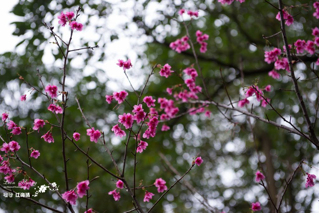 dsc_0415_1-61