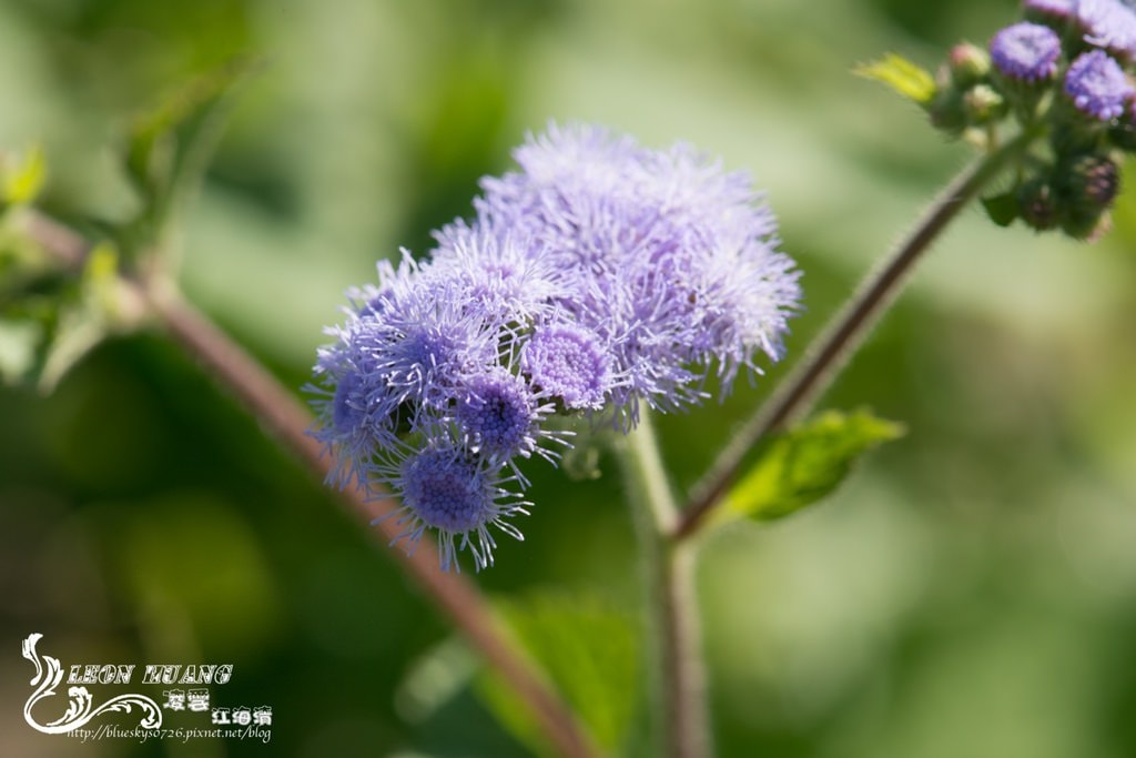 DSC_0062.jpg