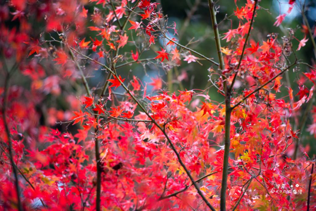 dsc_0415_1-70