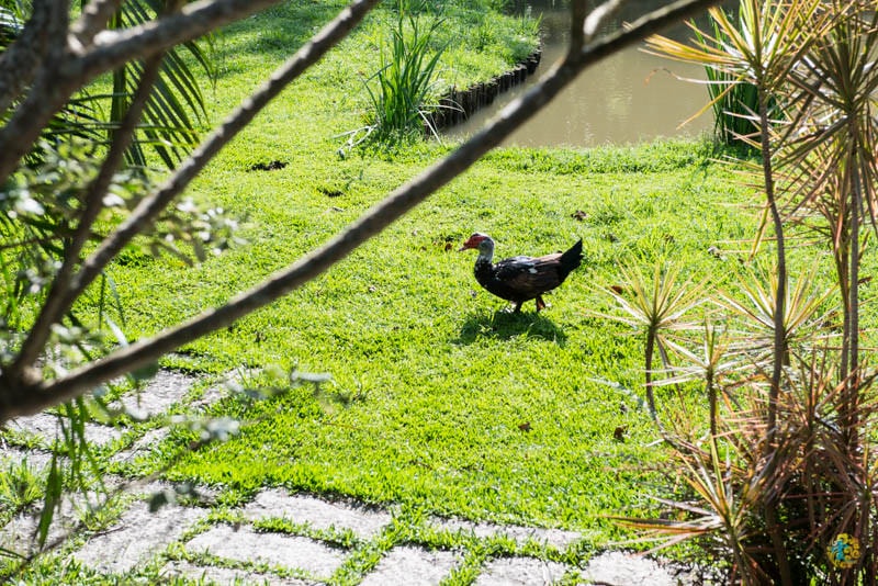 DSC_6275.jpg