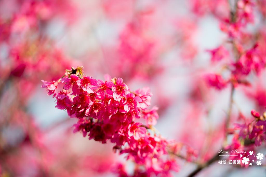 dsc_0415_1-3