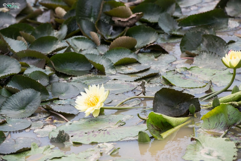 DSC_4412.jpg