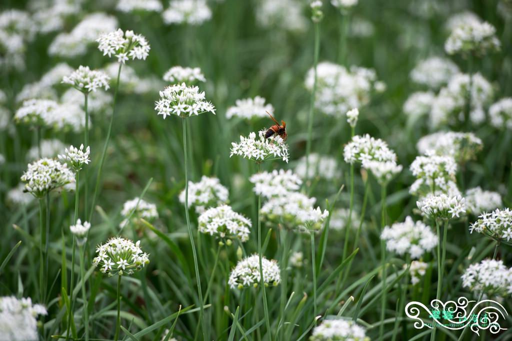 DSC_9762.jpg