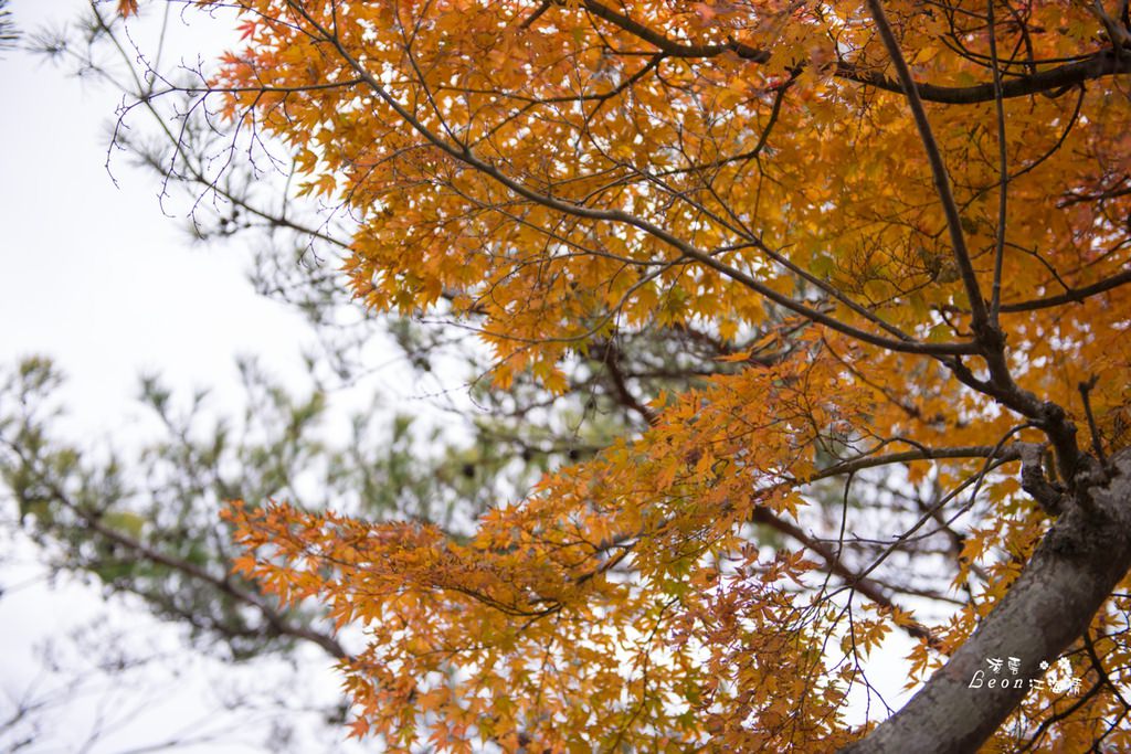 dsc_0415_1-13