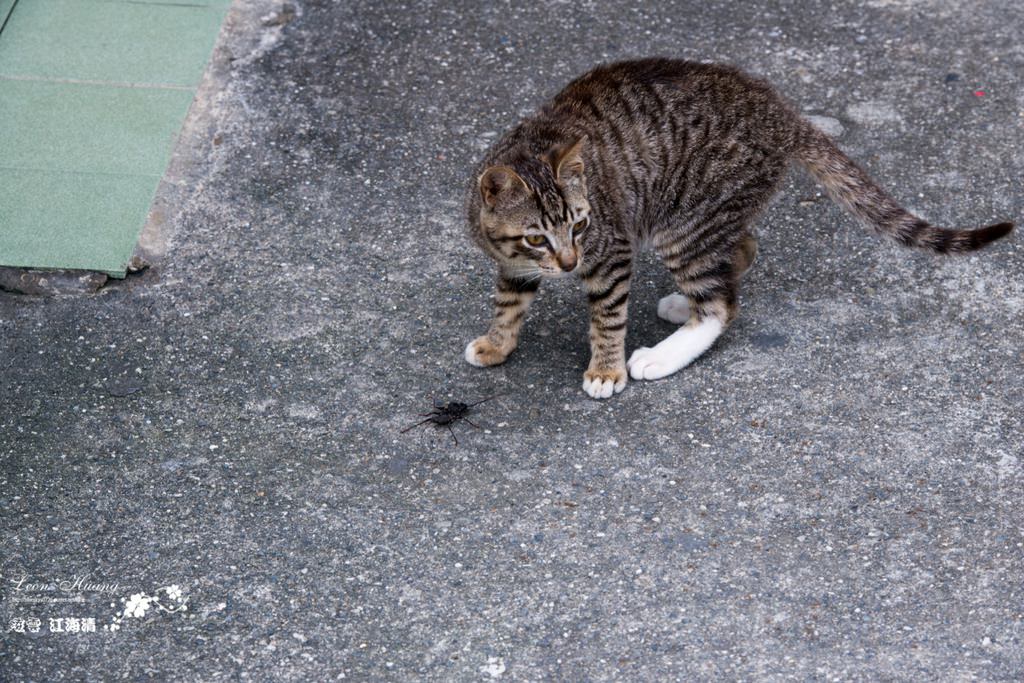 dsc_0415_1-35