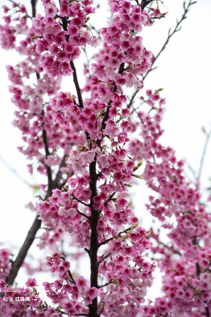 dsc_0415_1-25