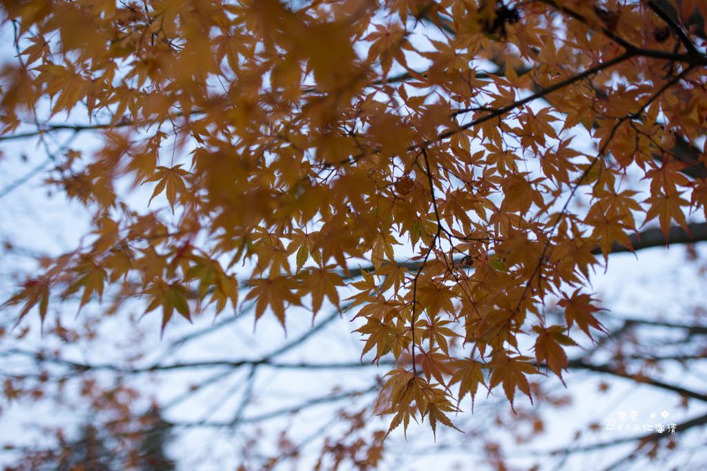 dsc_0415_1-60