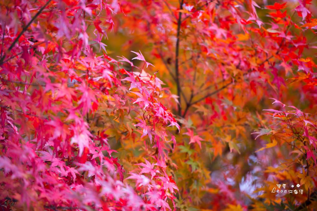 dsc_0415_1-52