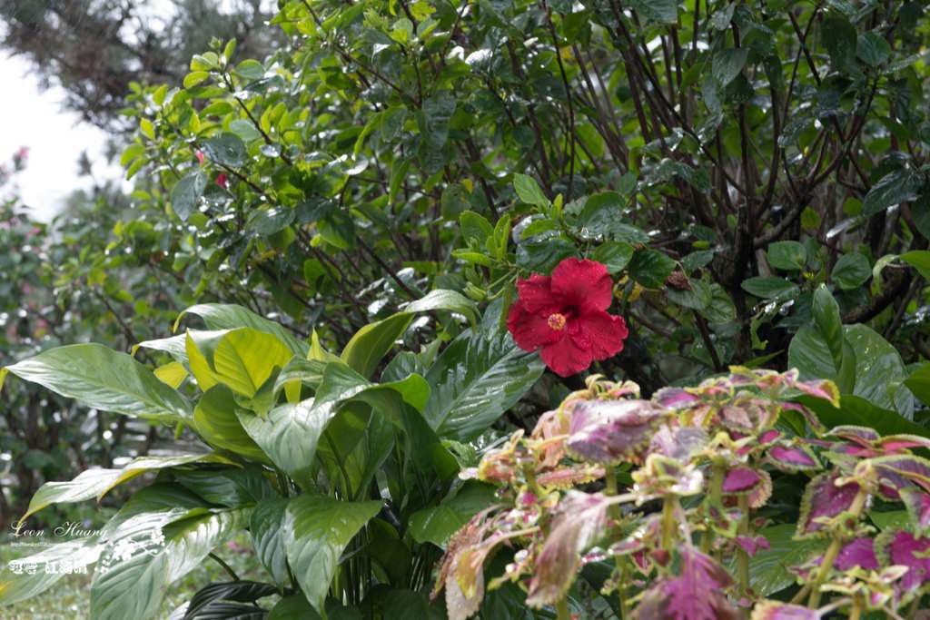 dsc_0415_1-15